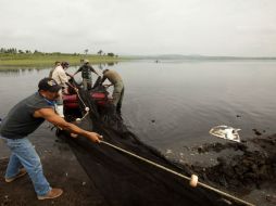 Los alevines representan una aportación de 690 mil pesos como una contribución a la reactivación de la pesca en el embalse. ARCHIVO /