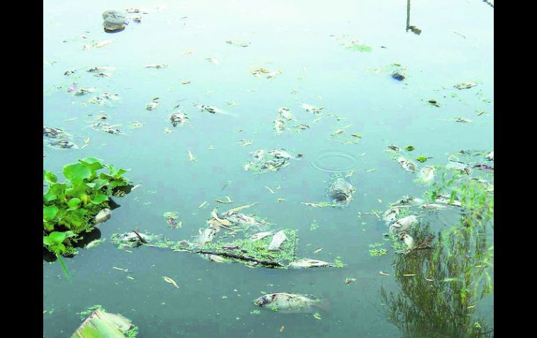 CONTAMINACIÓN. Lirio y desperdicios flotan en las aguas del Río Zula, en Ocotlán, que recibe descargas de varios municipios vecinos.  /