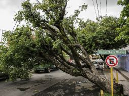 La tromba del jueves dejó varias docenas de árboles caídos y 34 autos varados.  /