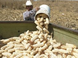 Los productores aseguran que de no tener las semillas, no podrán sembrar con la garantía de que el grano será el adecuado. ARCHIVO /