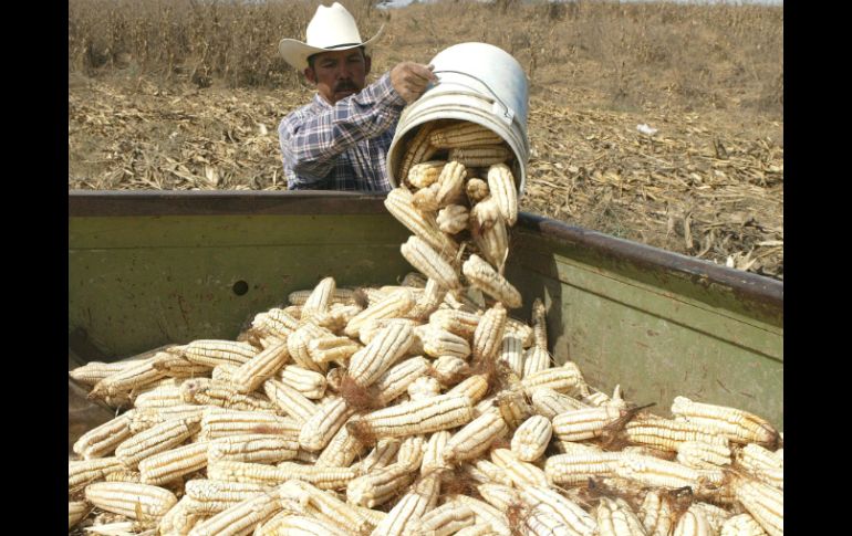 Los productores aseguran que de no tener las semillas, no podrán sembrar con la garantía de que el grano será el adecuado. ARCHIVO /