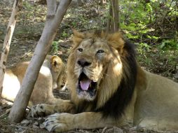 El parque nacional Gir es el último reducto del león asiático en libertad, con una población que supera los cuatrocientos ejemplares. EFE /