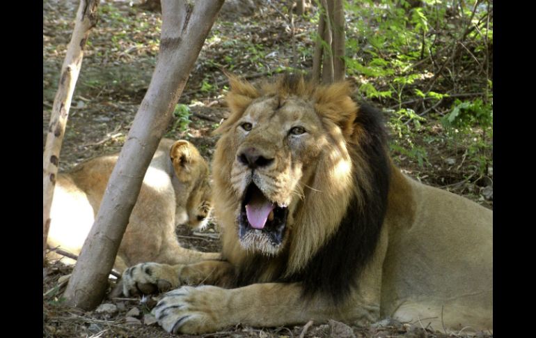 El parque nacional Gir es el último reducto del león asiático en libertad, con una población que supera los cuatrocientos ejemplares. EFE /