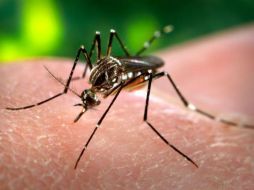 En el Aeropuerto Internacional de Guadalajara, se colocó información sobre los virus del dengue y chikungunya. ESPECIAL /