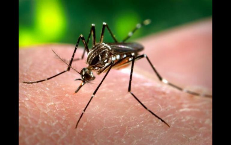 En el Aeropuerto Internacional de Guadalajara, se colocó información sobre los virus del dengue y chikungunya. ESPECIAL /