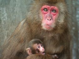 La acumulación de sal hizo que el mar Mediterráneo quedara seco, por lo que la familia de primates podría haberlo atravesado a pie. ARCHIVO /