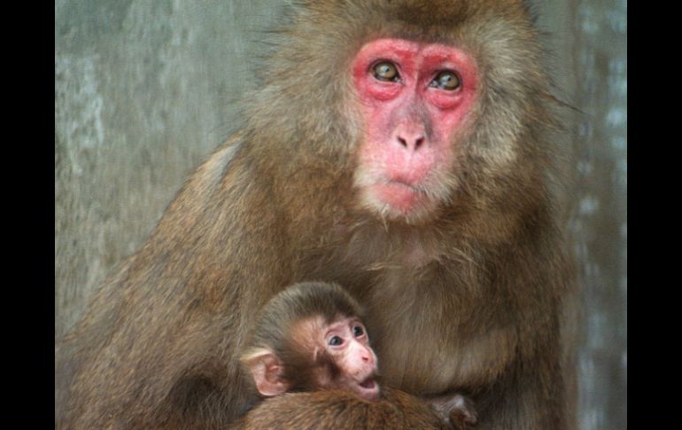 La acumulación de sal hizo que el mar Mediterráneo quedara seco, por lo que la familia de primates podría haberlo atravesado a pie. ARCHIVO /