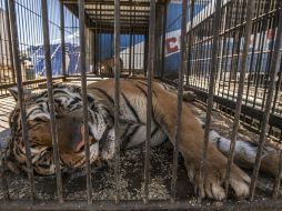 En los circos, la mayoría de los animales se encuentran enjaulados y reciben comida de mala calidad. ARCHIVO /