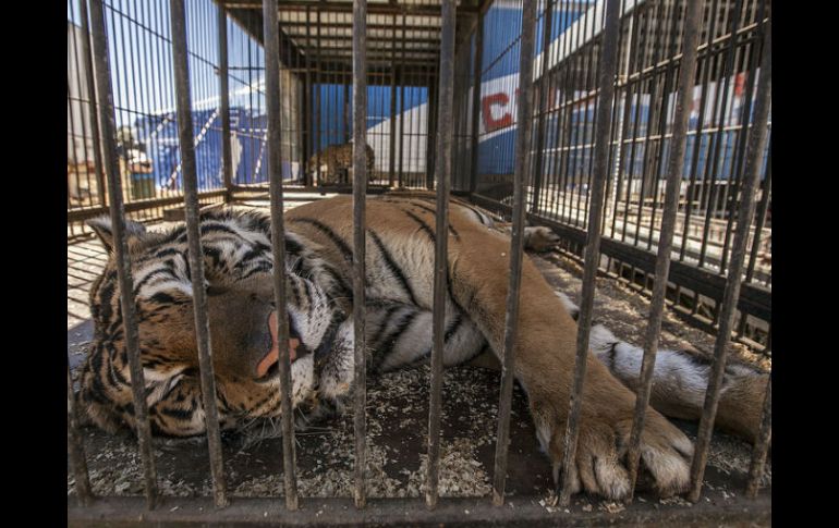 En los circos, la mayoría de los animales se encuentran enjaulados y reciben comida de mala calidad. ARCHIVO /