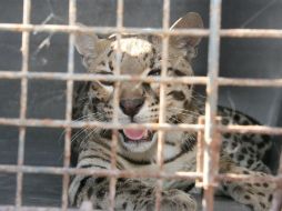 Activistas han pedido que no se haga participar a animales en los circos, argumentanto maltrato. ARCHIVO /