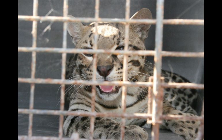 Activistas han pedido que no se haga participar a animales en los circos, argumentanto maltrato. ARCHIVO /