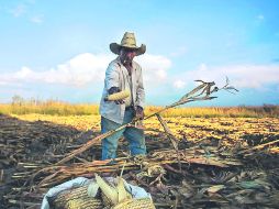 Agroindustria. Se espera un mayor crecimiento de la producción en las semillas oleaginosas, con 26% durante los próximos 10 años.  /