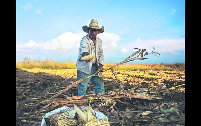 Agroindustria. Se espera un mayor crecimiento de la producción en las semillas oleaginosas, con 26% durante los próximos 10 años.  /