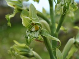 La nueva especie es de un color verde limón, tiene más flores que la mayoría de orquídeas y mide unos 60 centímetros. EFE /