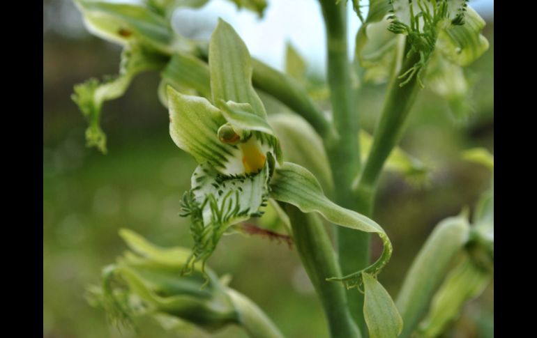 La nueva especie es de un color verde limón, tiene más flores que la mayoría de orquídeas y mide unos 60 centímetros. EFE /