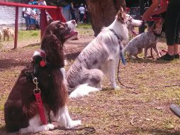 Se impondrá multa de 200 a mil días de salario mínimo a quien busque causarle daño a un animal.  /