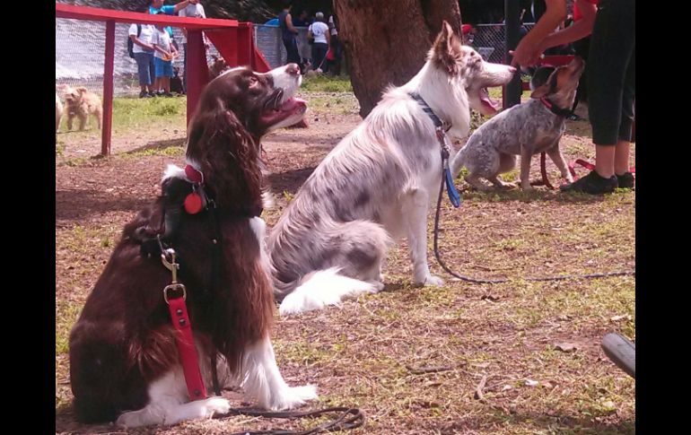 Se impondrá multa de 200 a mil días de salario mínimo a quien busque causarle daño a un animal.  /