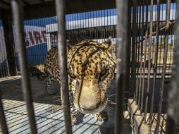 Utilizar animales como parte del espectáculo que ofrecen los circos en el DF es una causa para la revocación de oficio de permisos. ARCHIVO /