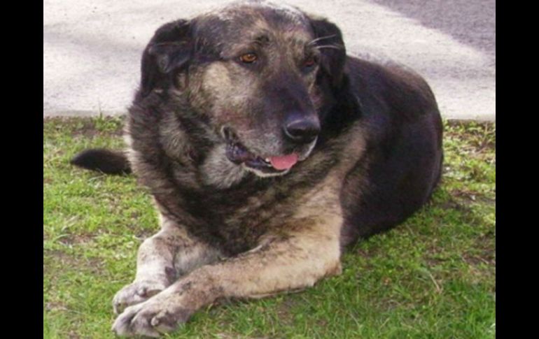 El perro sobrevivió todos estos años gracias a la atención que le prestaban los vecinos. ESPECIAL /