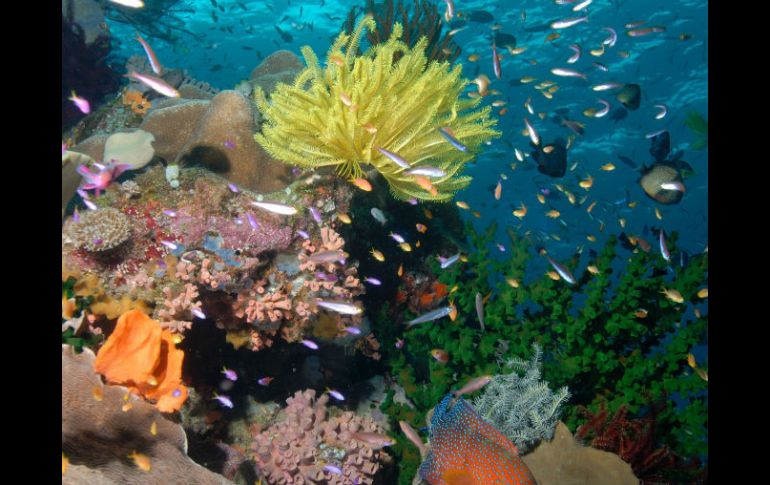 En 2050 se calcula que habrá un menor número de peces y grandes mantos de algas marinas en los lugares donde hay coral. ARCHIVO /