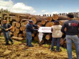 Son tres mil 836.55 metros cúbicos de madera en rollo decomisados que equivalen a dos mil 406 árboles derribados. Foto:@PROFEPA_Mx. ESPECIAL /