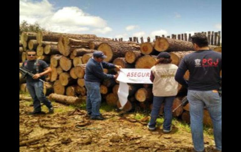 Son tres mil 836.55 metros cúbicos de madera en rollo decomisados que equivalen a dos mil 406 árboles derribados. Foto:@PROFEPA_Mx. ESPECIAL /