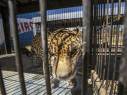 Cedeño advierte que la ley pone en riesgo a los tres mil animales que hay en los circos. ARCHIVO /