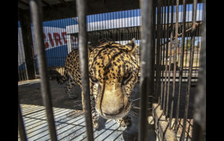 Cedeño advierte que la ley pone en riesgo a los tres mil animales que hay en los circos. ARCHIVO /