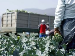 Actualmente, México importa 85 de cada 100 kilos de fertilizante usados para realizar actividades primarias ARCHIVO /