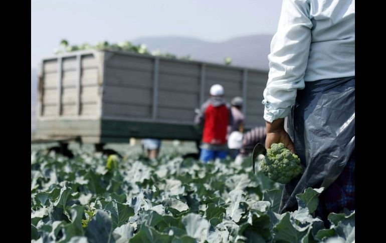 Actualmente, México importa 85 de cada 100 kilos de fertilizante usados para realizar actividades primarias ARCHIVO /