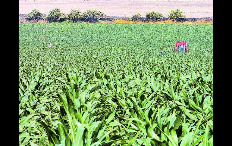 Reemplazo. De acuerdo con la Sagarpa, actualmente, México importa 85 de cada 100 kilos de fertilizante.  /