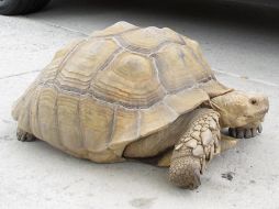 Las tortugas gigantes no son especies endémicas en el área de Los Angeles. AP /