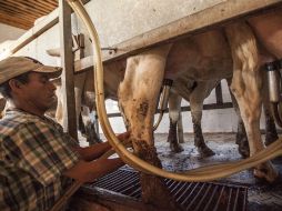 Lecheros de Jalisco esperaban ventas de hasta 550 mil litros diarios. ARCHIVO /