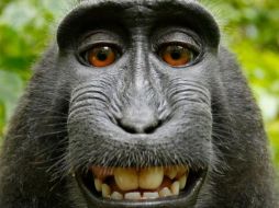 Una de las fotos ha dado la vuelta al mundo, pues el macaco aparece sonriendo. ESPECIAL /