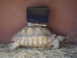 Las iPads están sobre una montura pegada con una resina utilizada para colocar dispositivos de rastreo en animales silvestres. AP /