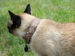 El collar es llamado WarKitteh y tiene un costo de fabricación inferior a los 100 dólares. ESPECIAL /