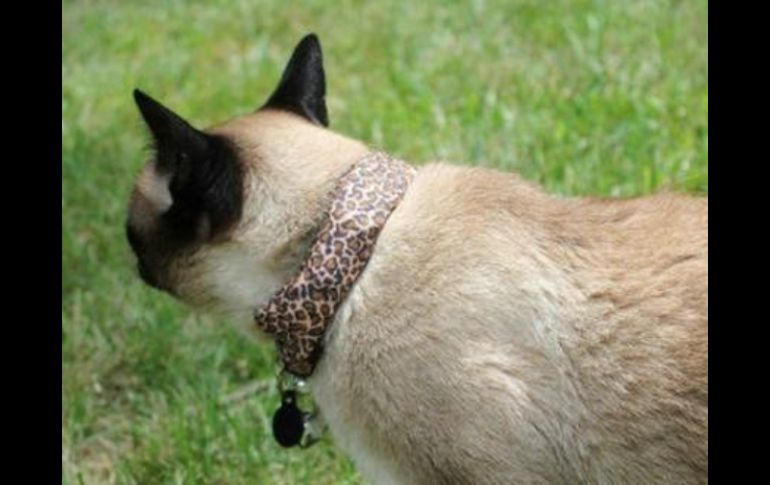 El collar es llamado WarKitteh y tiene un costo de fabricación inferior a los 100 dólares. ESPECIAL /