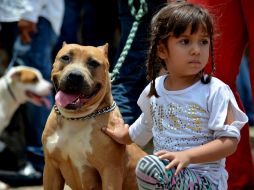 Como medida de prevención, es importante destacar que los niños no se acerquen a estos animales a menos que sean sus mascotas. ARCHIVO /