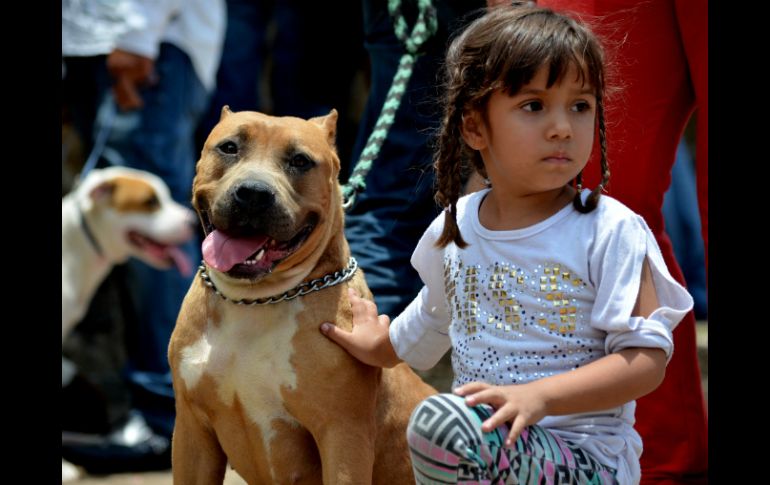 Como medida de prevención, es importante destacar que los niños no se acerquen a estos animales a menos que sean sus mascotas. ARCHIVO /