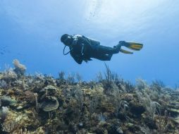 Unas 400 mil imágenes han sido producidas hasta ahora de los arrecifes de Australia y el Caribe. ESPECIAL /