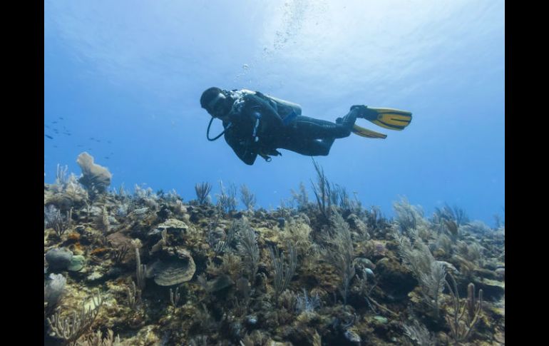 Unas 400 mil imágenes han sido producidas hasta ahora de los arrecifes de Australia y el Caribe. ESPECIAL /