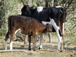 Intentaban llevarse un becerro; las partes afectadas señalaron que ya habían capturado a una vaca. ARCHIVO /