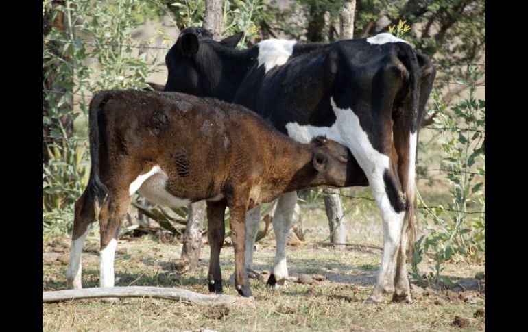 Intentaban llevarse un becerro; las partes afectadas señalaron que ya habían capturado a una vaca. ARCHIVO /