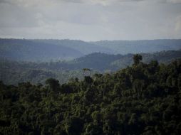 La construcción formará parte de un proyecto de estudios científicos de la selva amazónica. EFE /