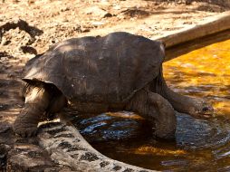 Funcionarios se ven obligados a frenar la reproducción descontrolada de tortugas desérticas. ARCHIVO /