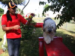 Los juegos son especiales para perros de todas las edades y tamaños.  /