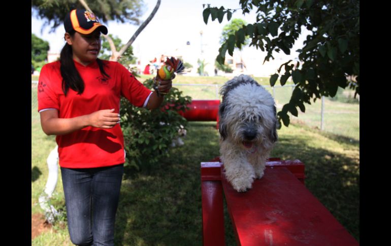 Los juegos son especiales para perros de todas las edades y tamaños.  /