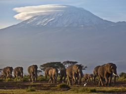 En 1980 existían 1.2 millones de elefantes en África, actualmente existen de 470 a 690 mil especies. AP /