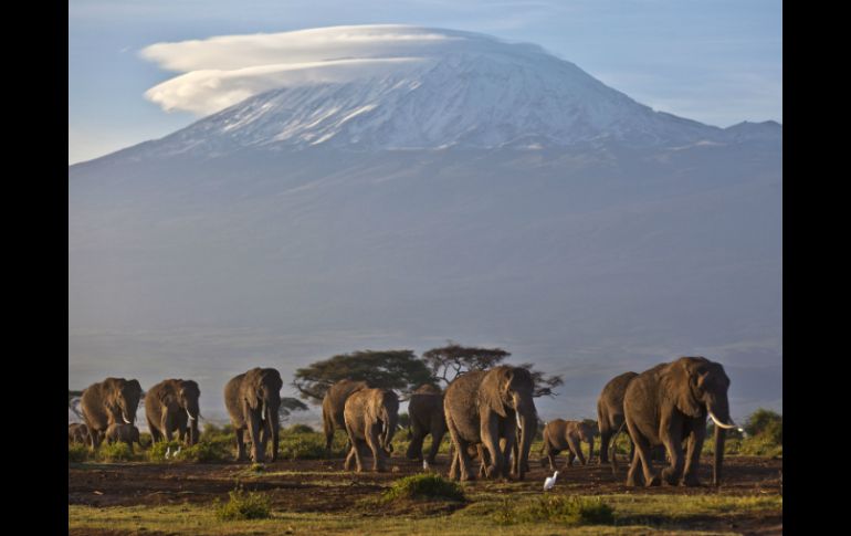 En 1980 existían 1.2 millones de elefantes en África, actualmente existen de 470 a 690 mil especies. AP /