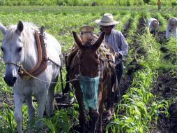 Cuatro millones de campesinos sin subsidios sobreviven con ingresos que no les permiten salir de la pobreza. ARCHIVO /